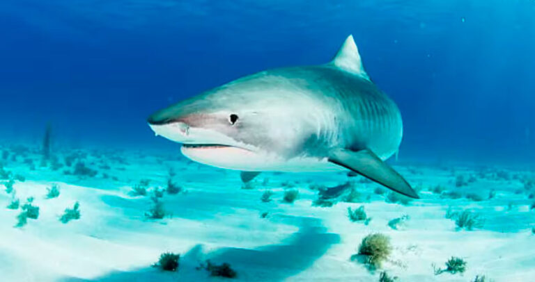 tiburones