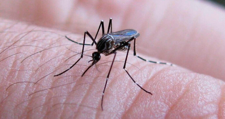 dengue