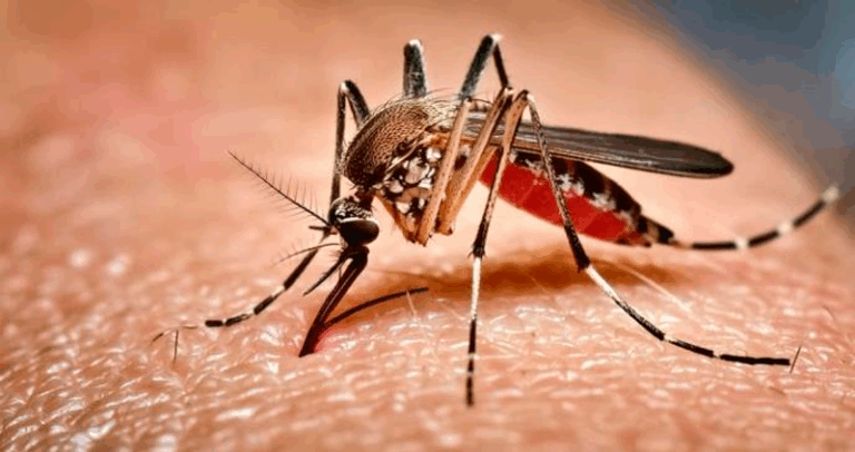 dengue