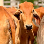 vaca