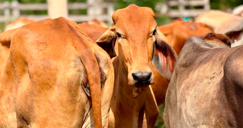 vaca