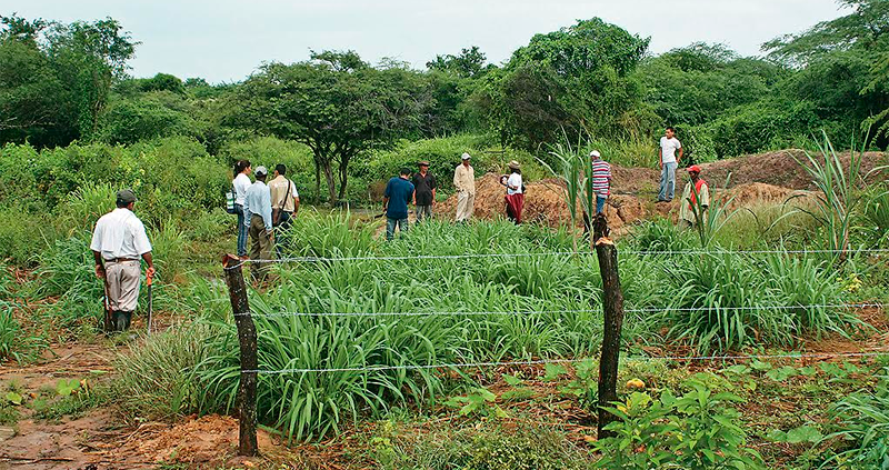 campesinos