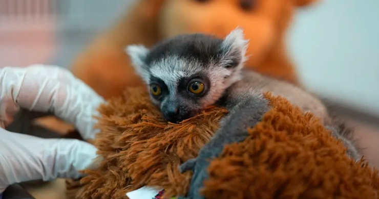 lemur