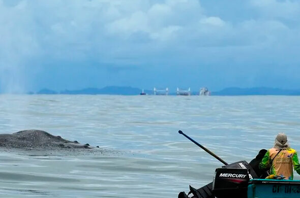 ballenas