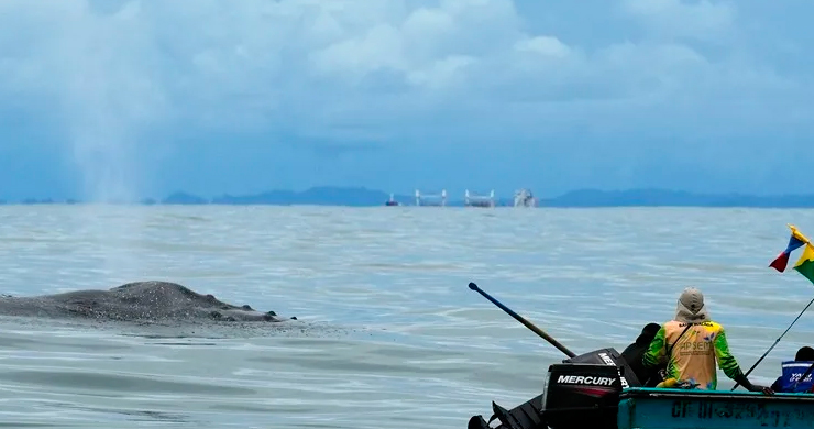 ballenas